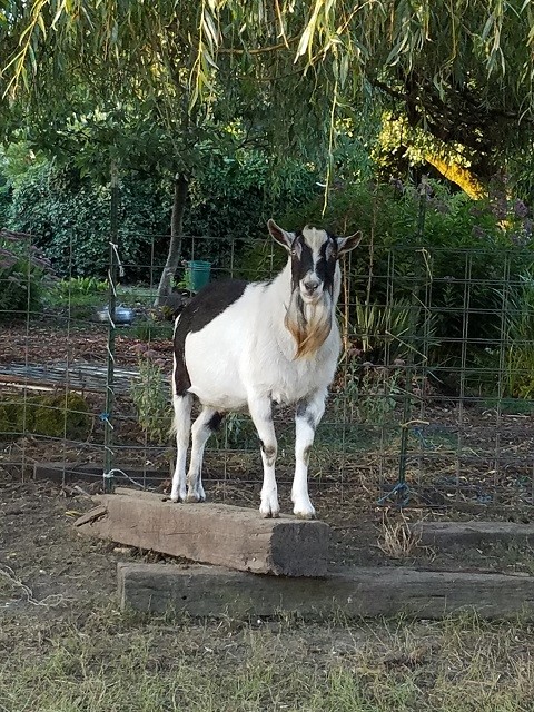 Atlas at Missdee's French Alpine Dairy Goats