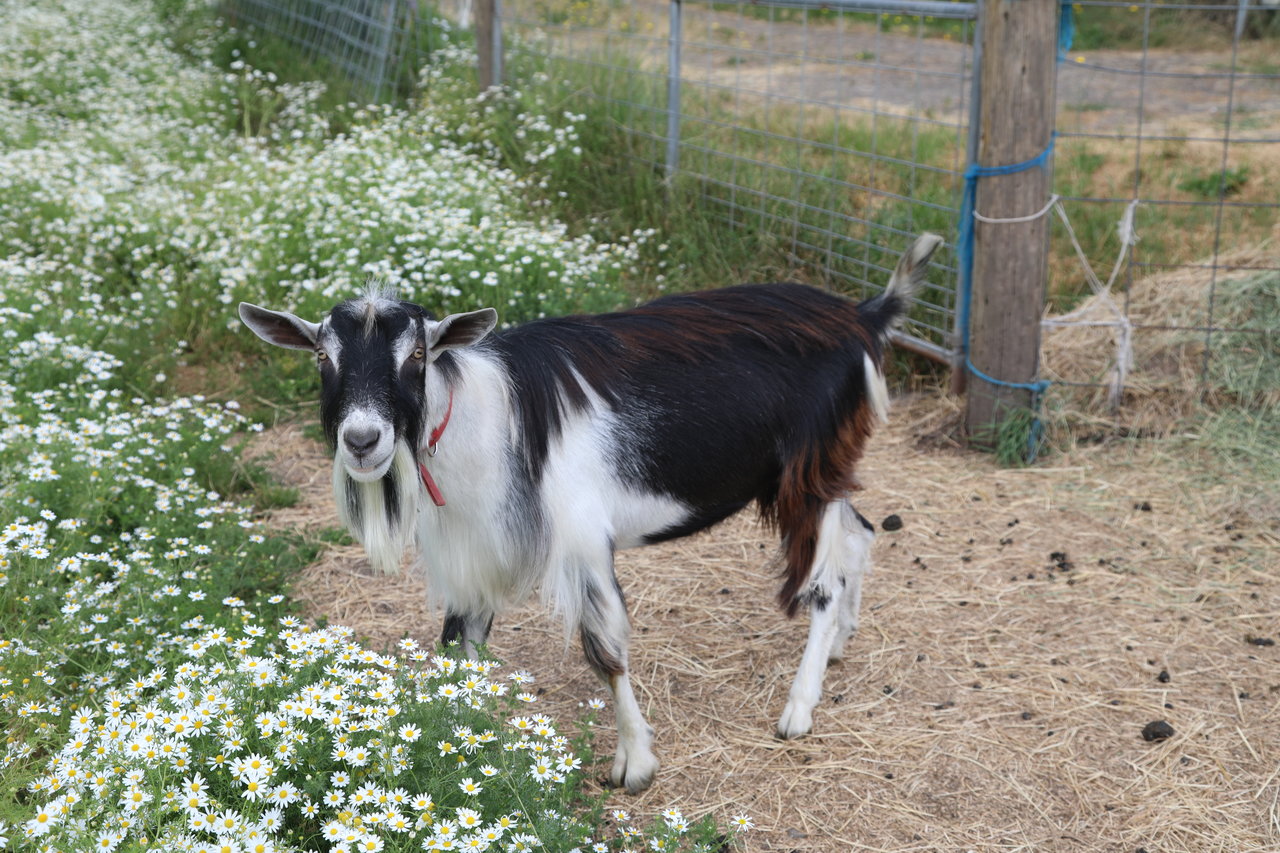 Perry at Missdee's French Alpine Dairy Goats